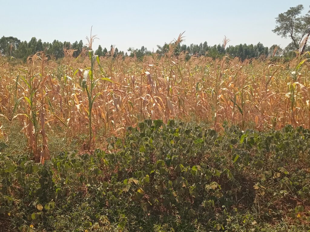 20251209_110629-3-1024x768.jpg